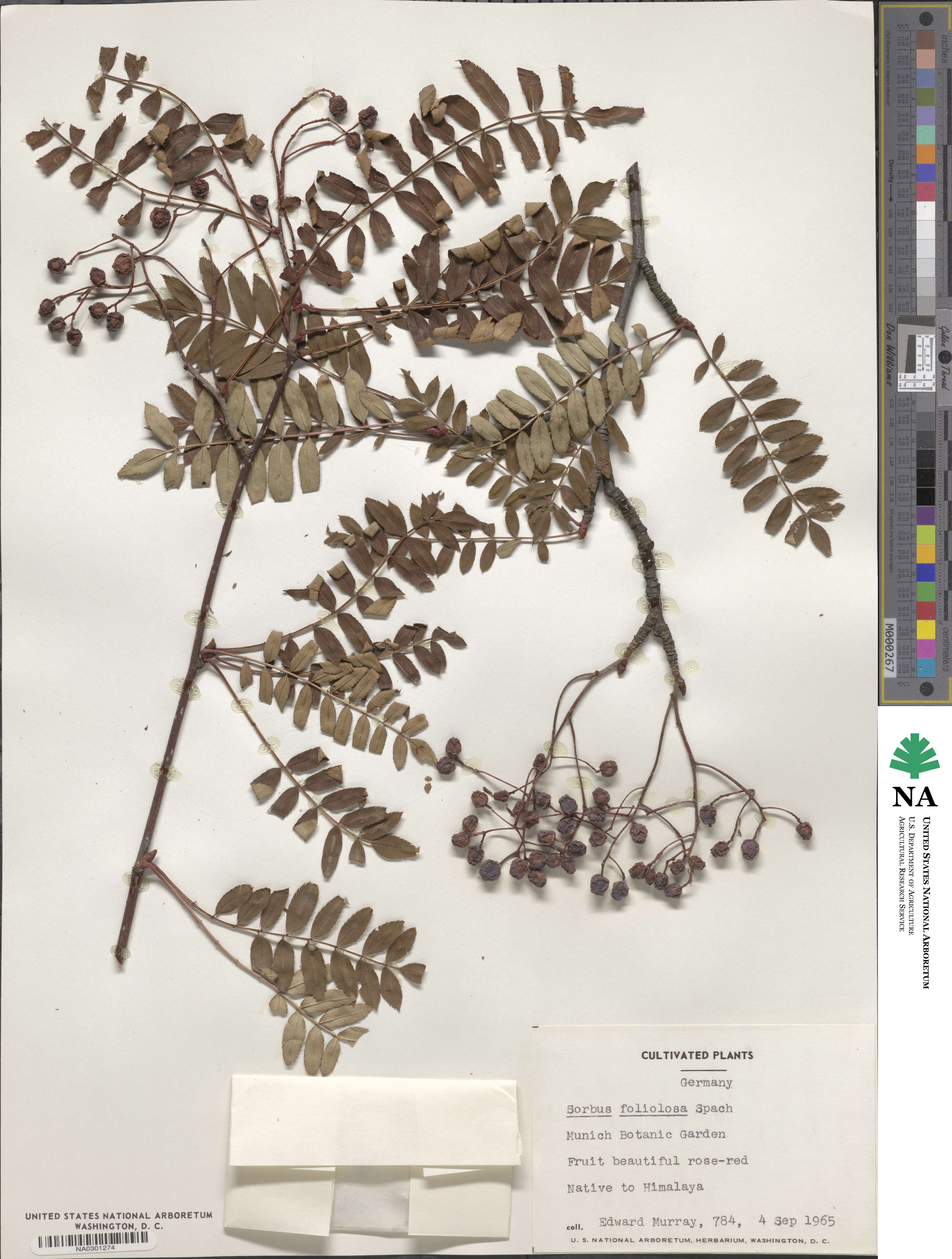 Sorbus foliolosa image