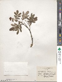 Sorbus gracilis image