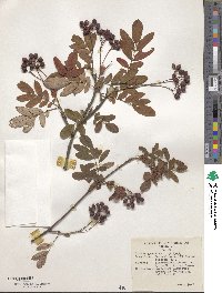 Sorbus gracilis image