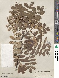 Sorbus hupehensis image