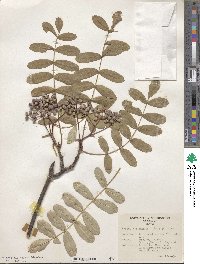 Sorbus hupehensis image