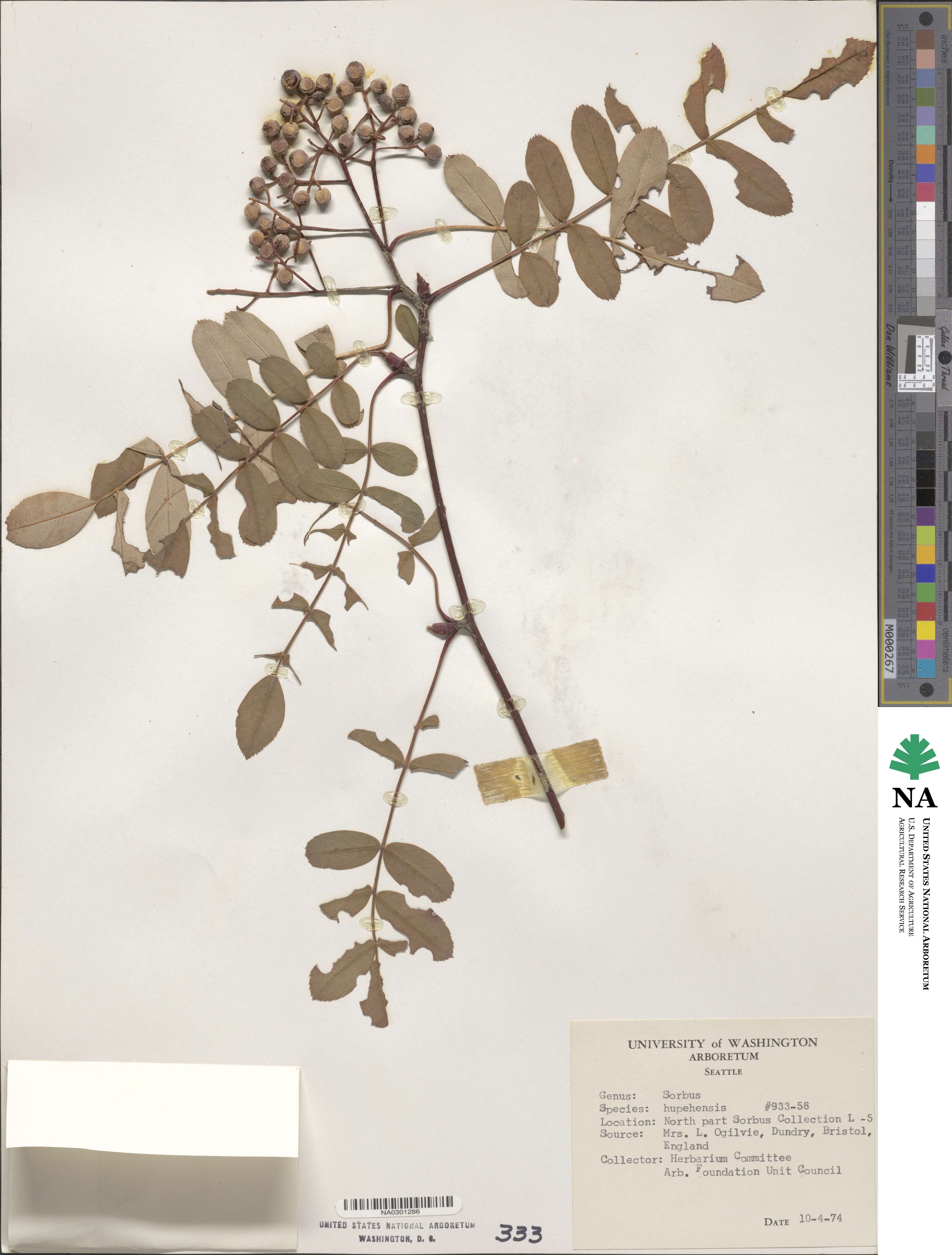 Sorbus hupehensis image