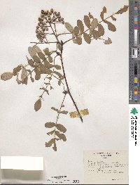 Sorbus hupehensis image