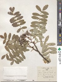 Sorbus hupehensis image