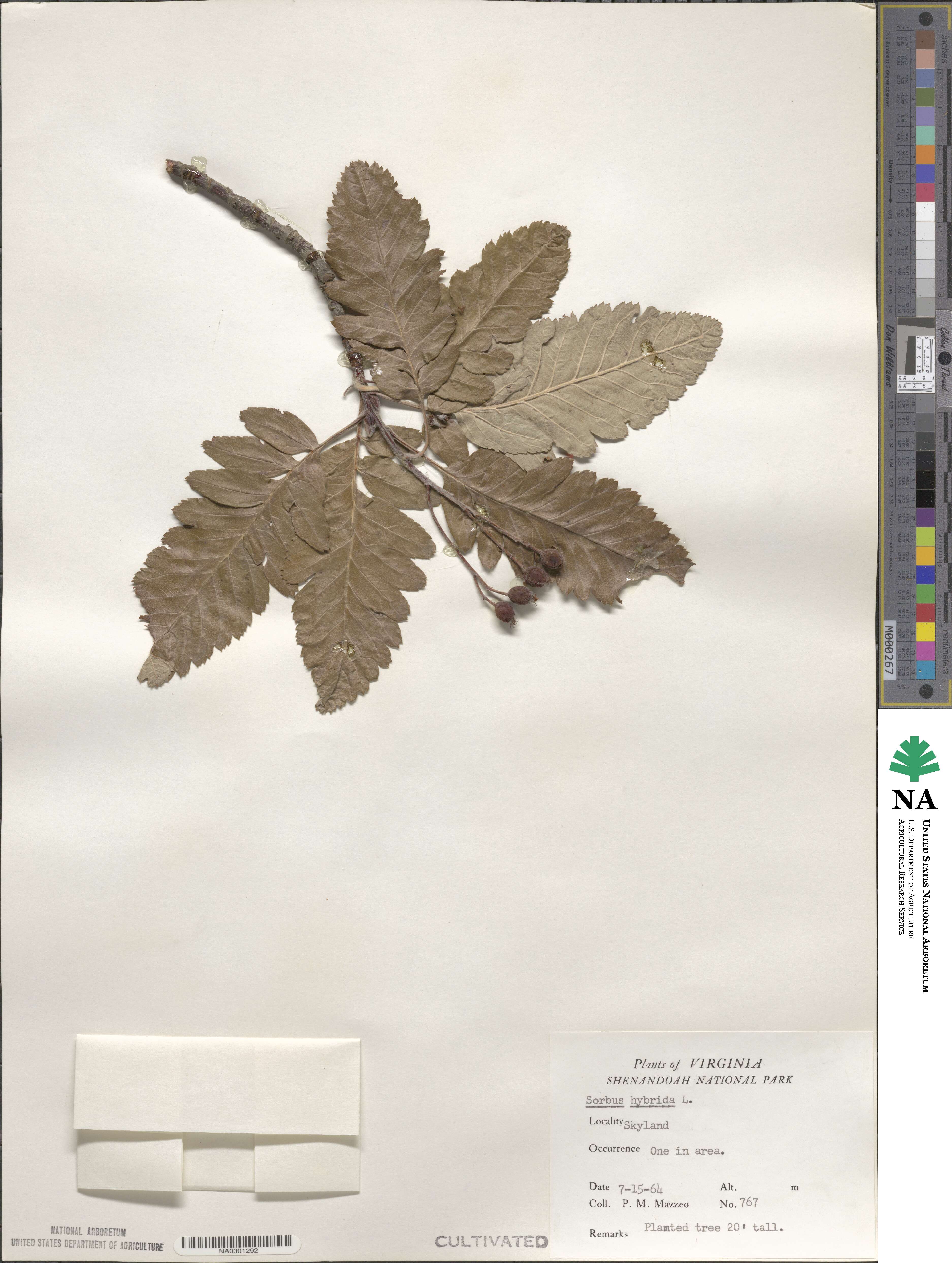 Hedlundia hybrida image