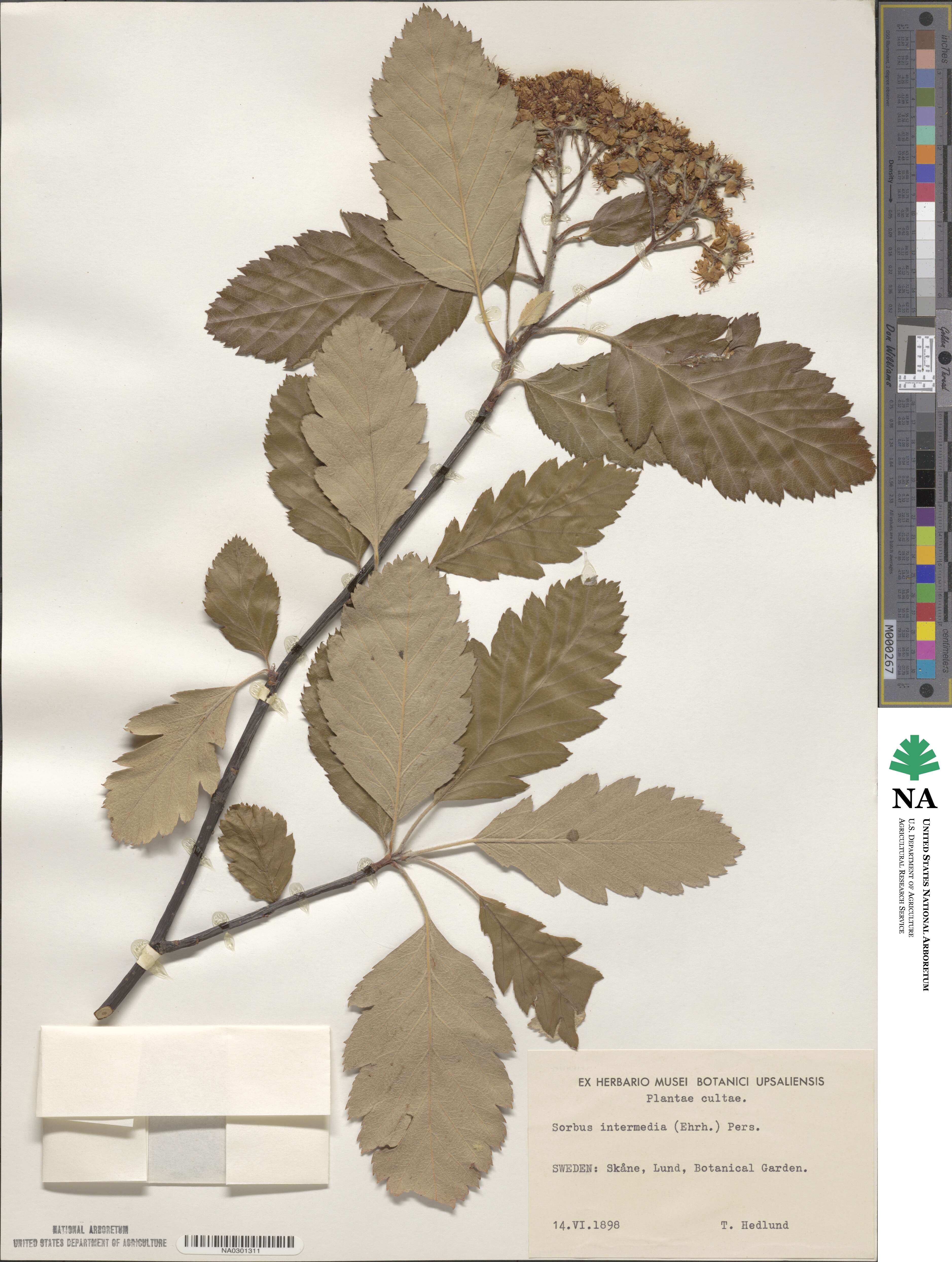 Scandosorbus image