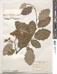 Scandosorbus intermedia image