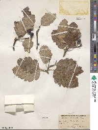 Scandosorbus intermedia image