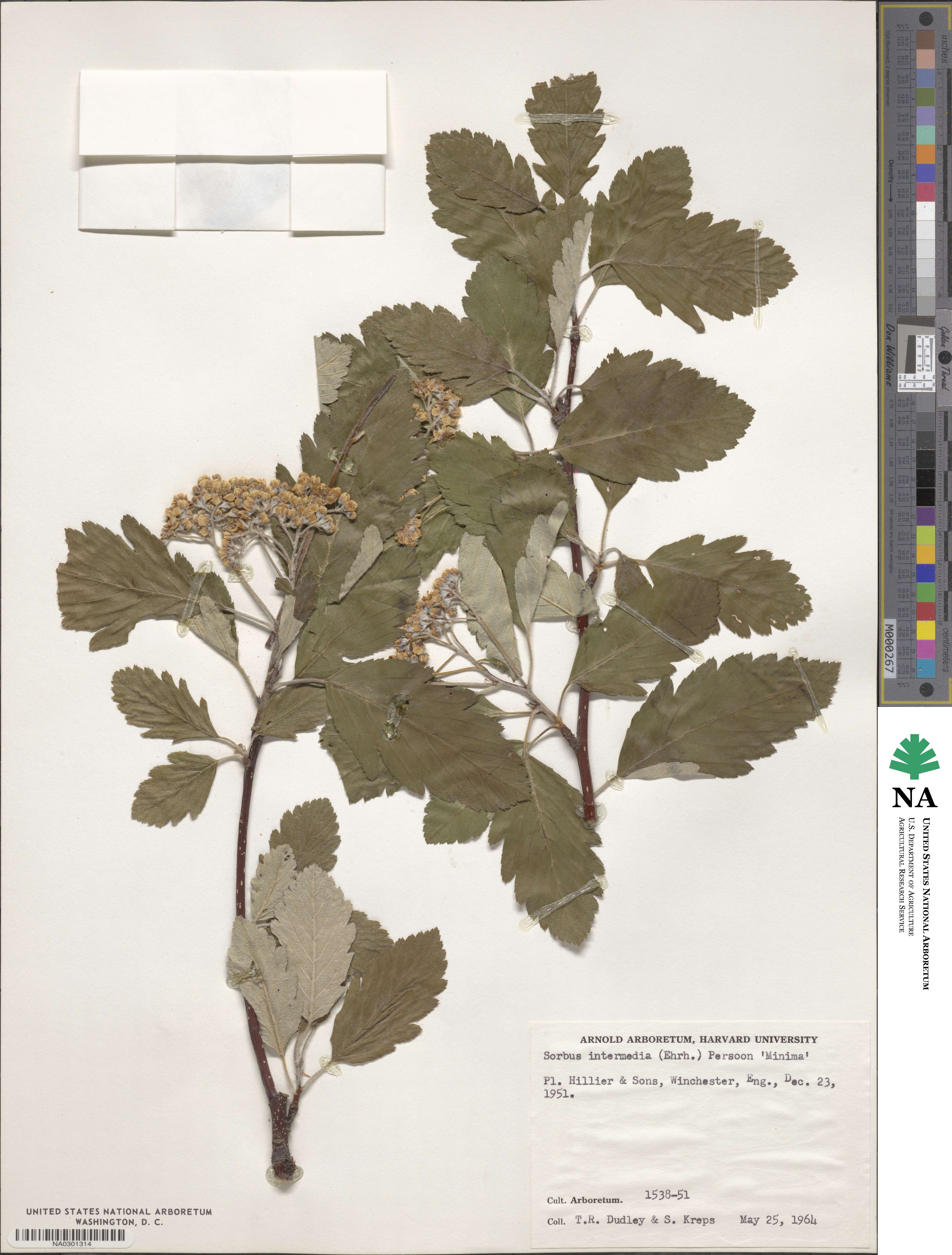 Scandosorbus intermedia image