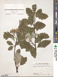 Scandosorbus intermedia image