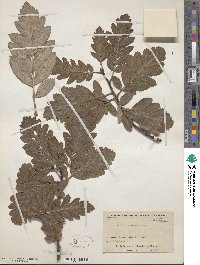 Scandosorbus intermedia image