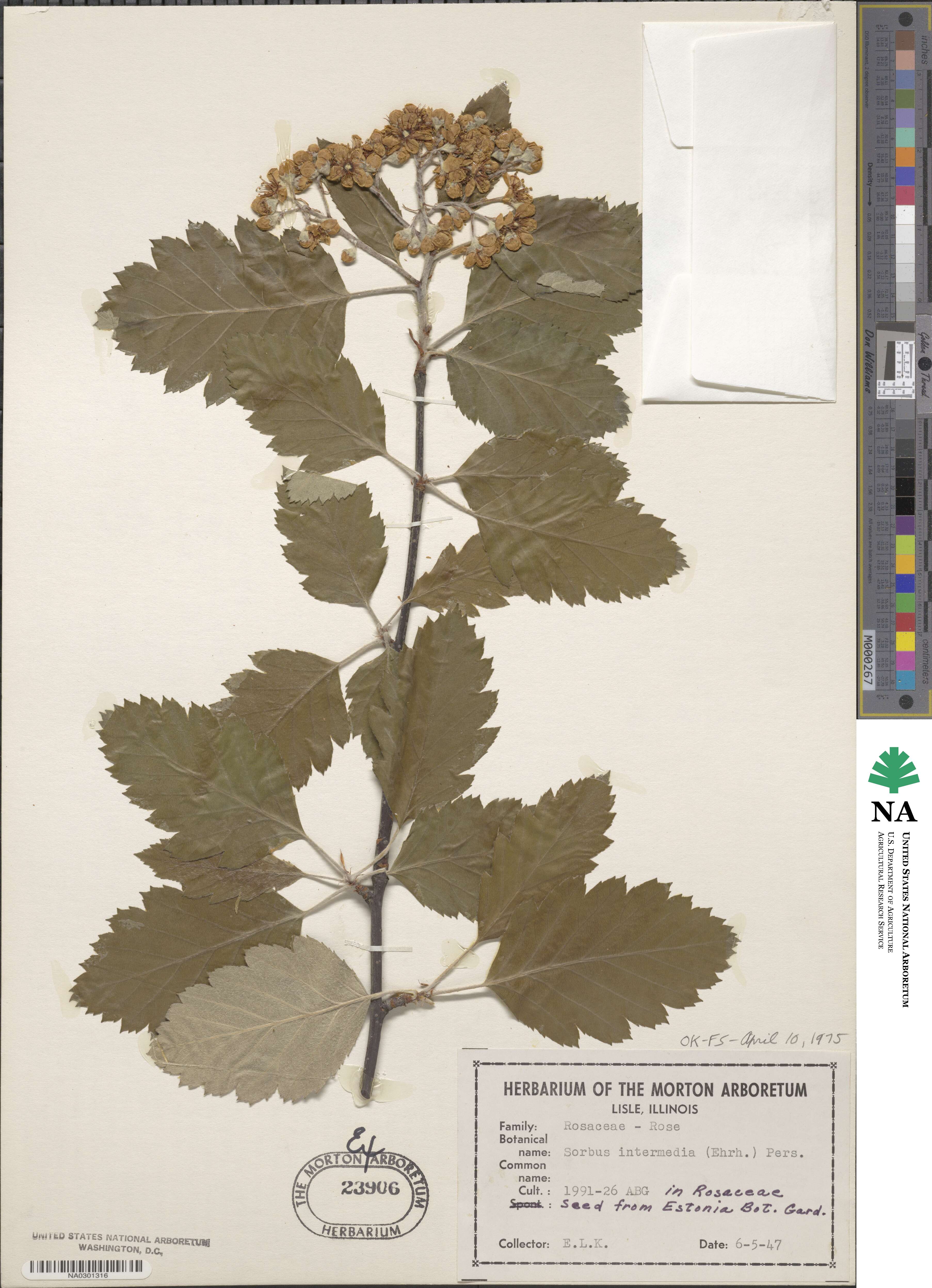 Scandosorbus intermedia image