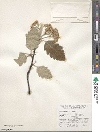 Scandosorbus intermedia image