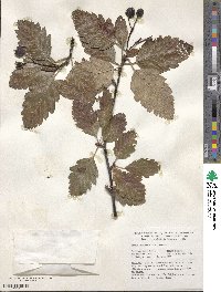 Scandosorbus intermedia image