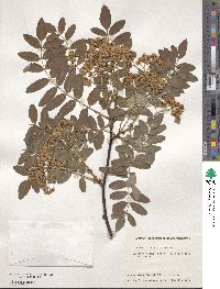 Sorbus koehneana image