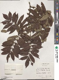 Sorbus matsumurana image