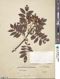 Sorbus matsumurana image