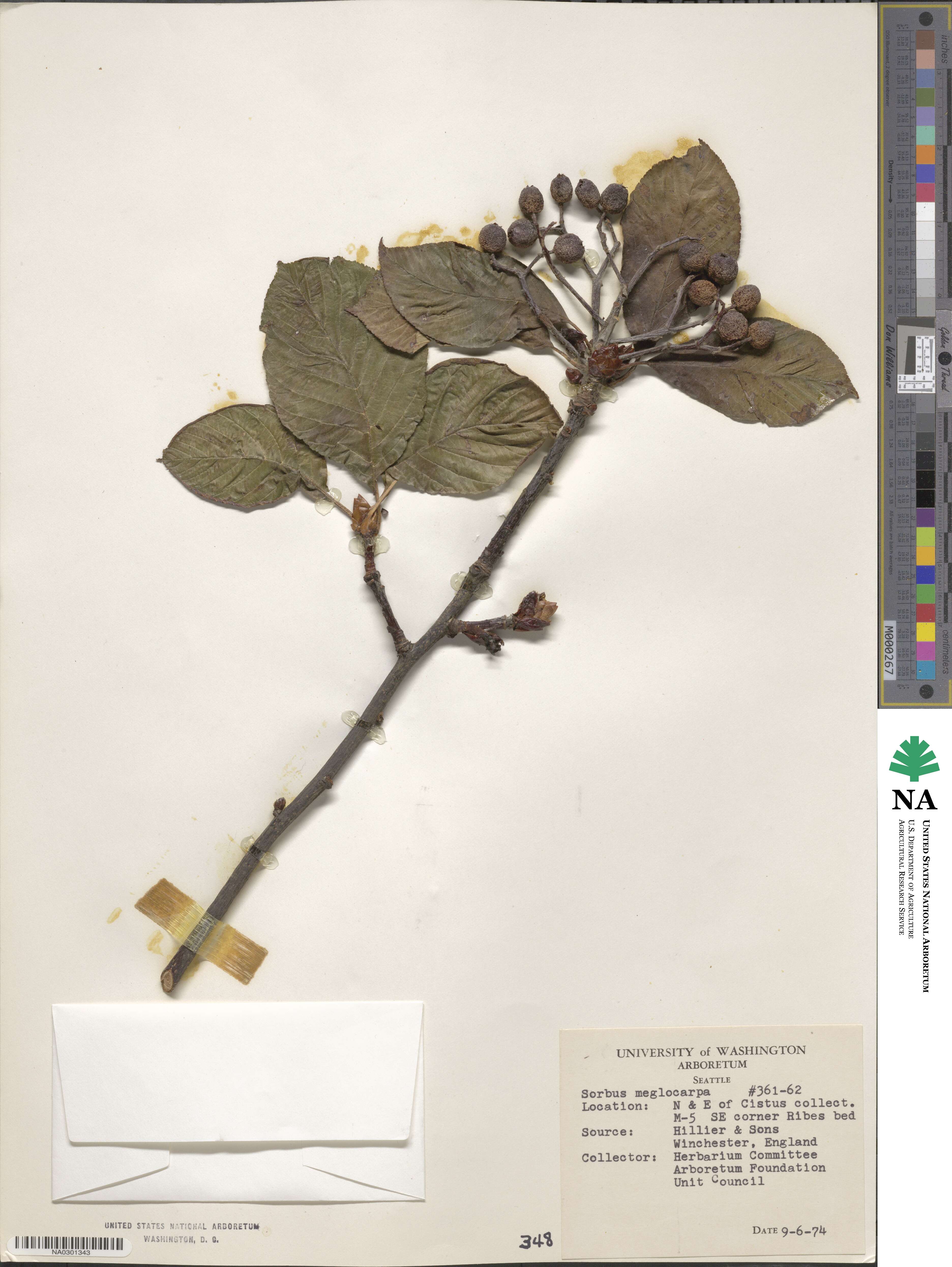 Sorbus megalocarpa image