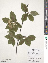 Sorbus meliosmifolia image