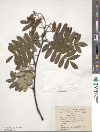 Sorbus oligodonta image