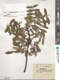 Sorbus oligodonta image