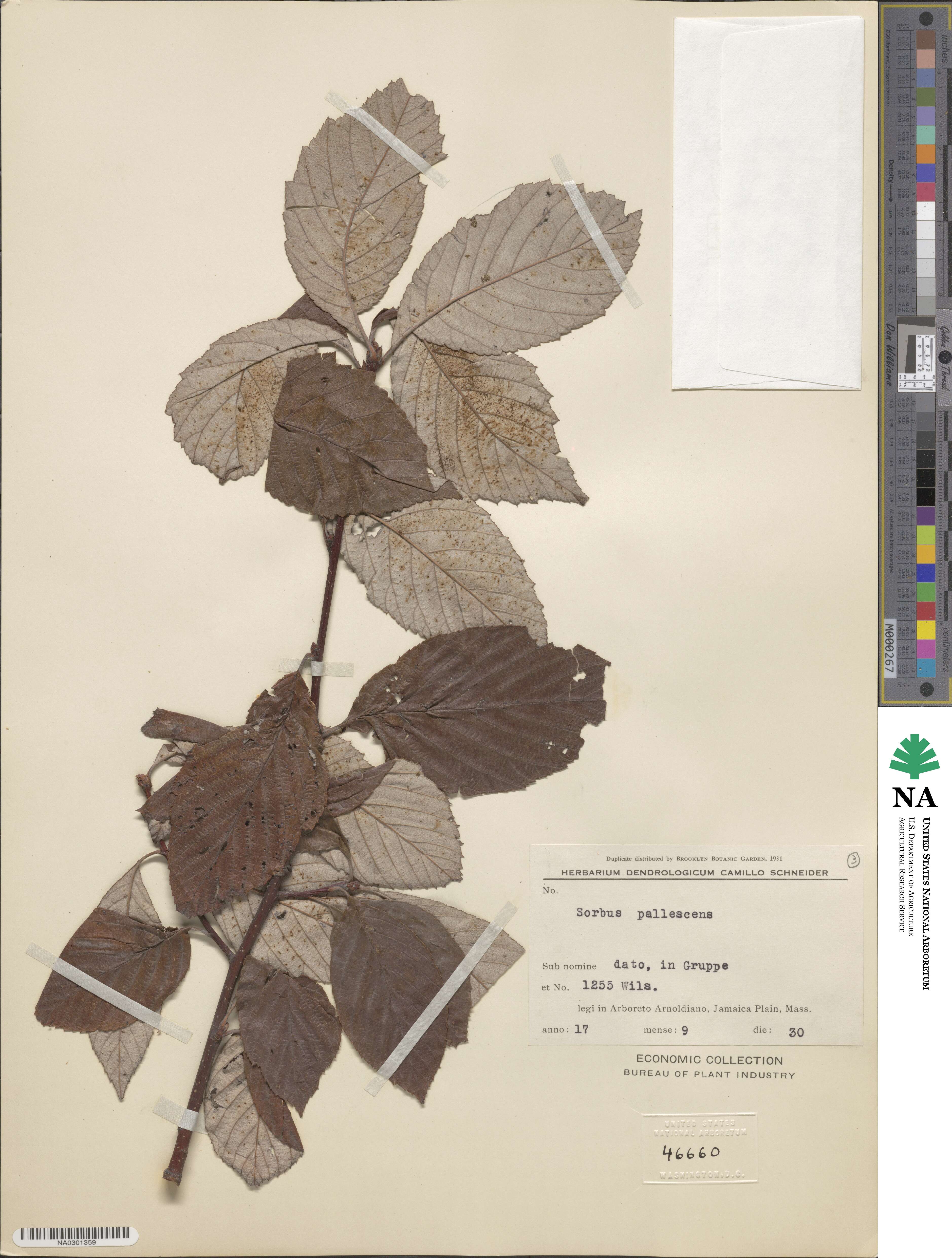 Sorbus pallescens image