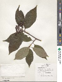 Sorbus pallescens image