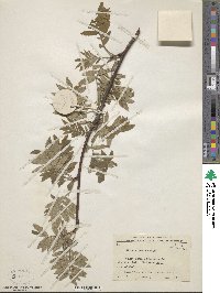 Sorbus discolor image