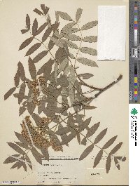 Sorbus discolor image