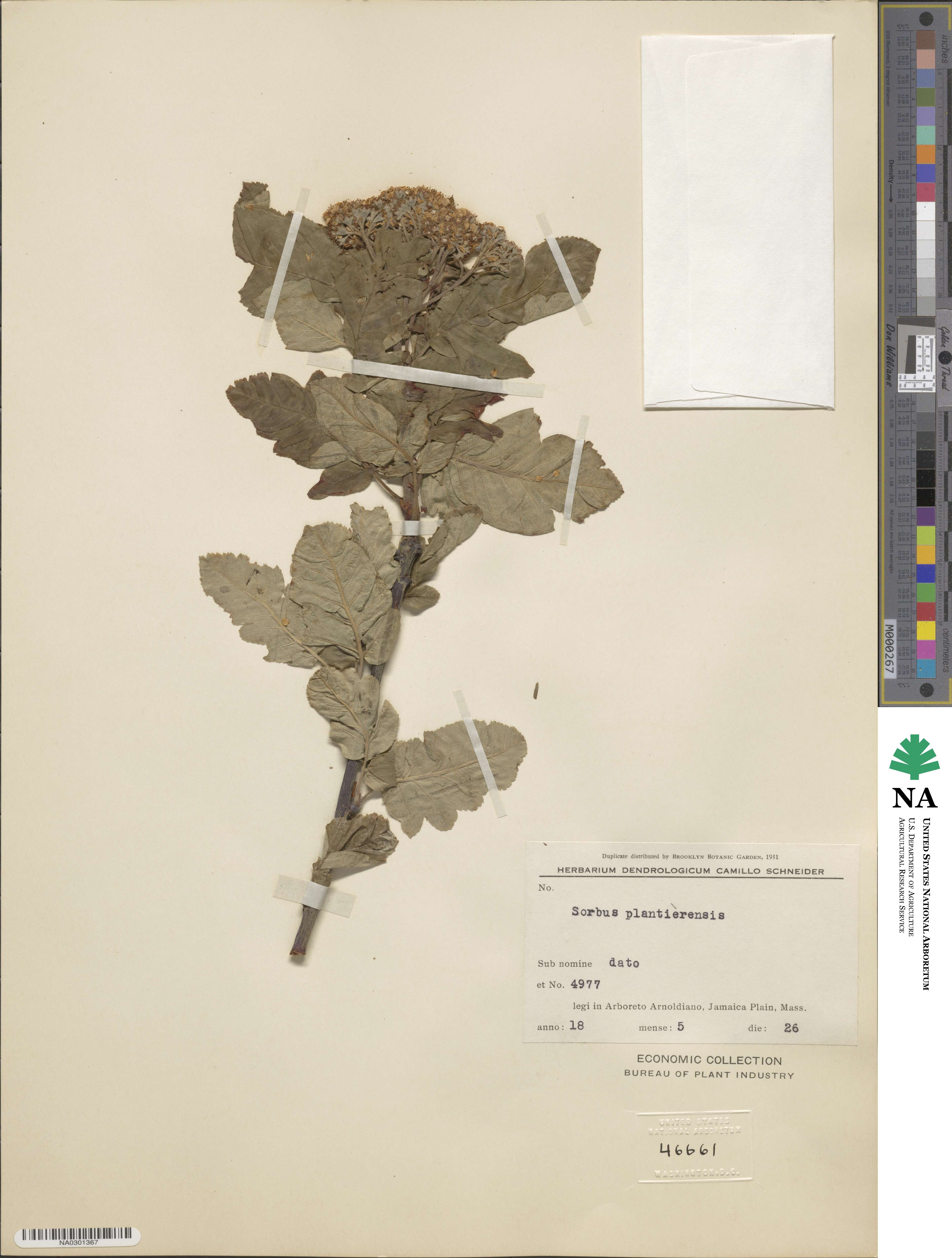 Sorbus × plantierensis image