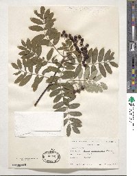 Sorbus aucuparia subsp. pohuashanensis image