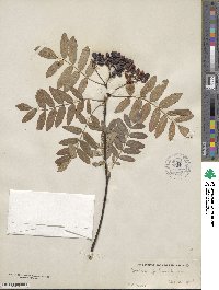 Sorbus aucuparia image