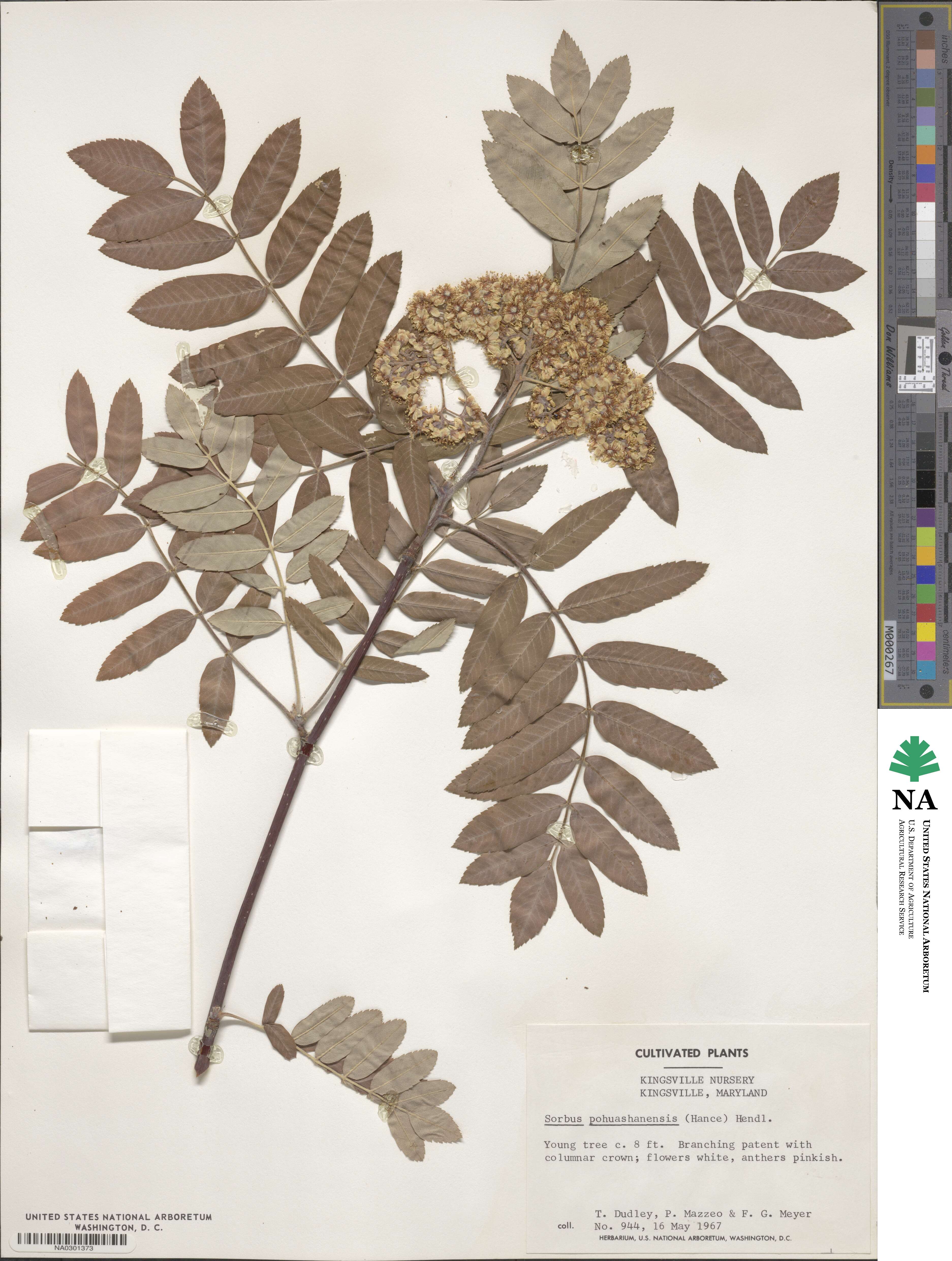 Sorbus aucuparia image