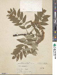 Sorbus aucuparia image