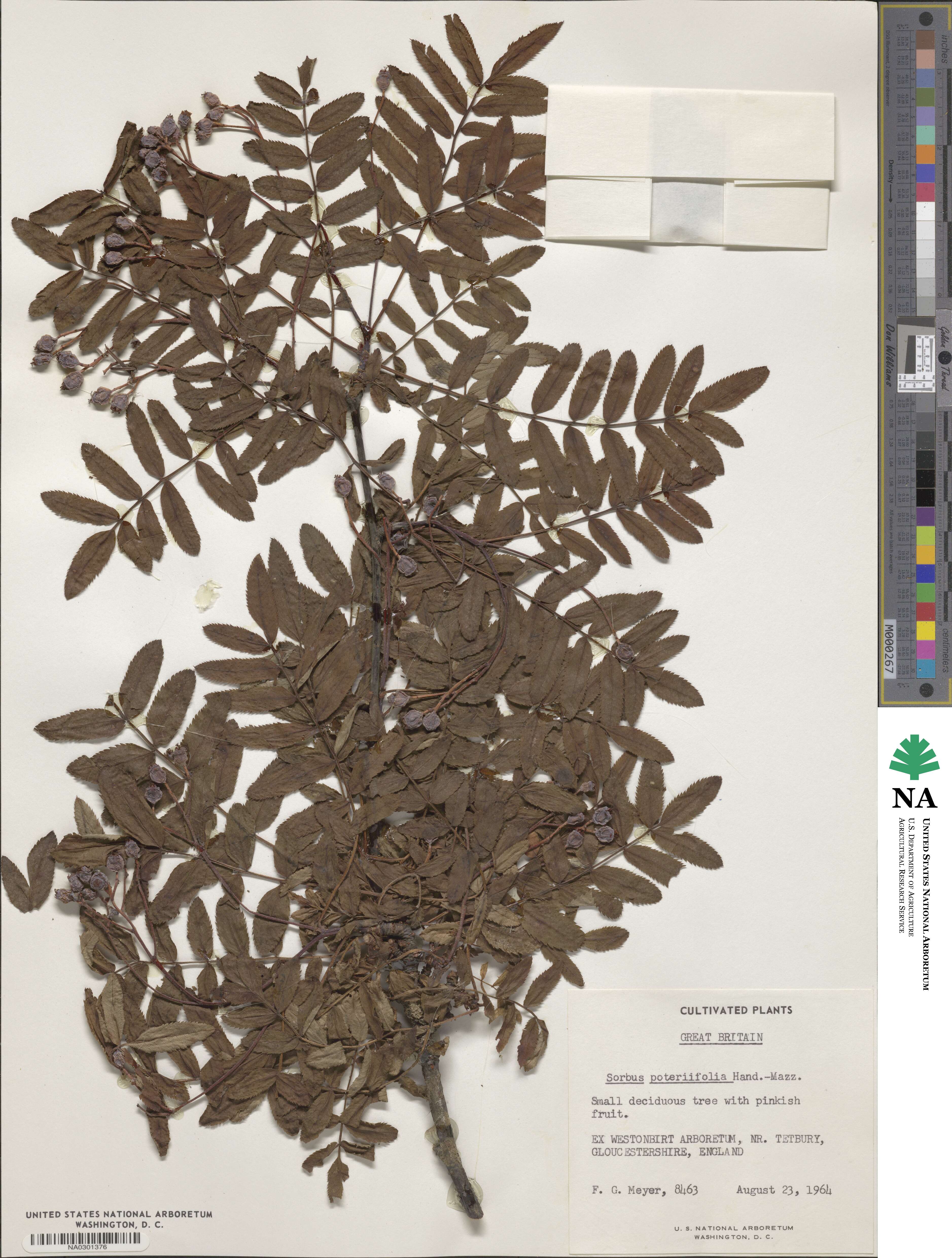 Sorbus poteriifolia image