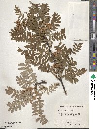 Sorbus prattii image