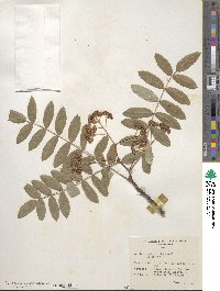 Sorbus prattii image