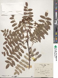 Sorbus prattii image