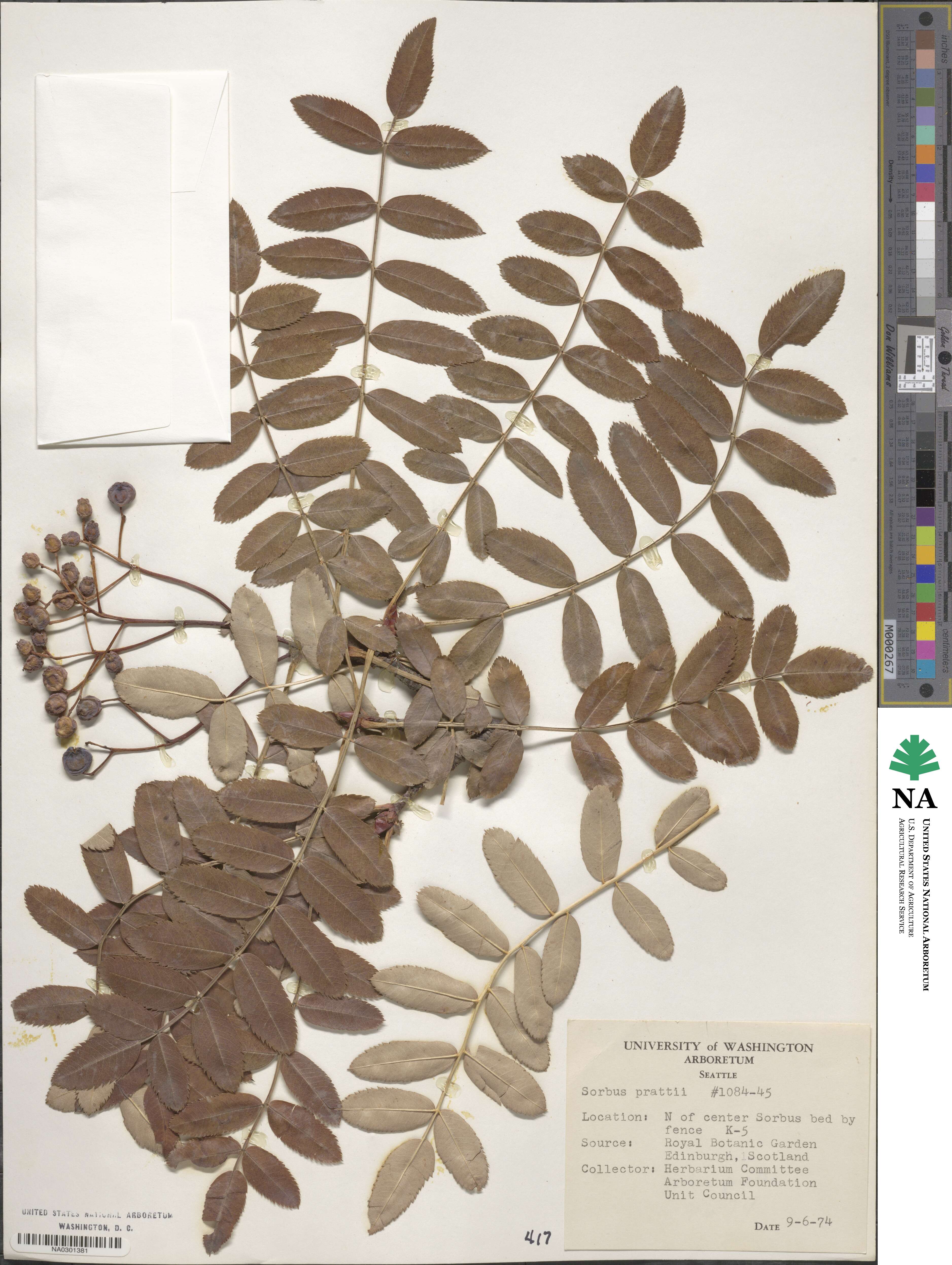Sorbus prattii image