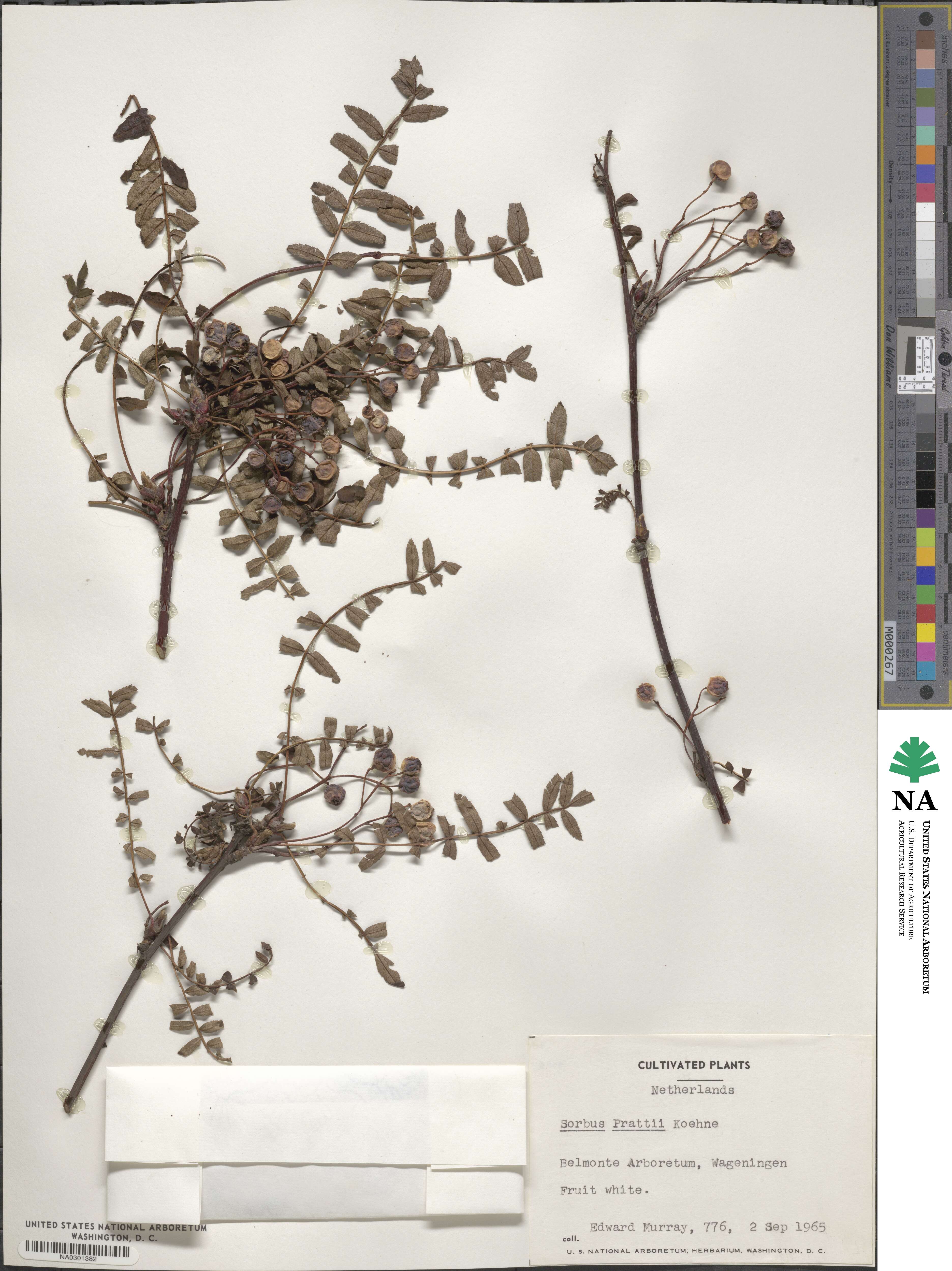 Sorbus prattii image