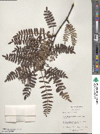 Sorbus prattii image