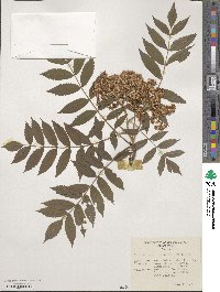 Sorbus randaiensis image