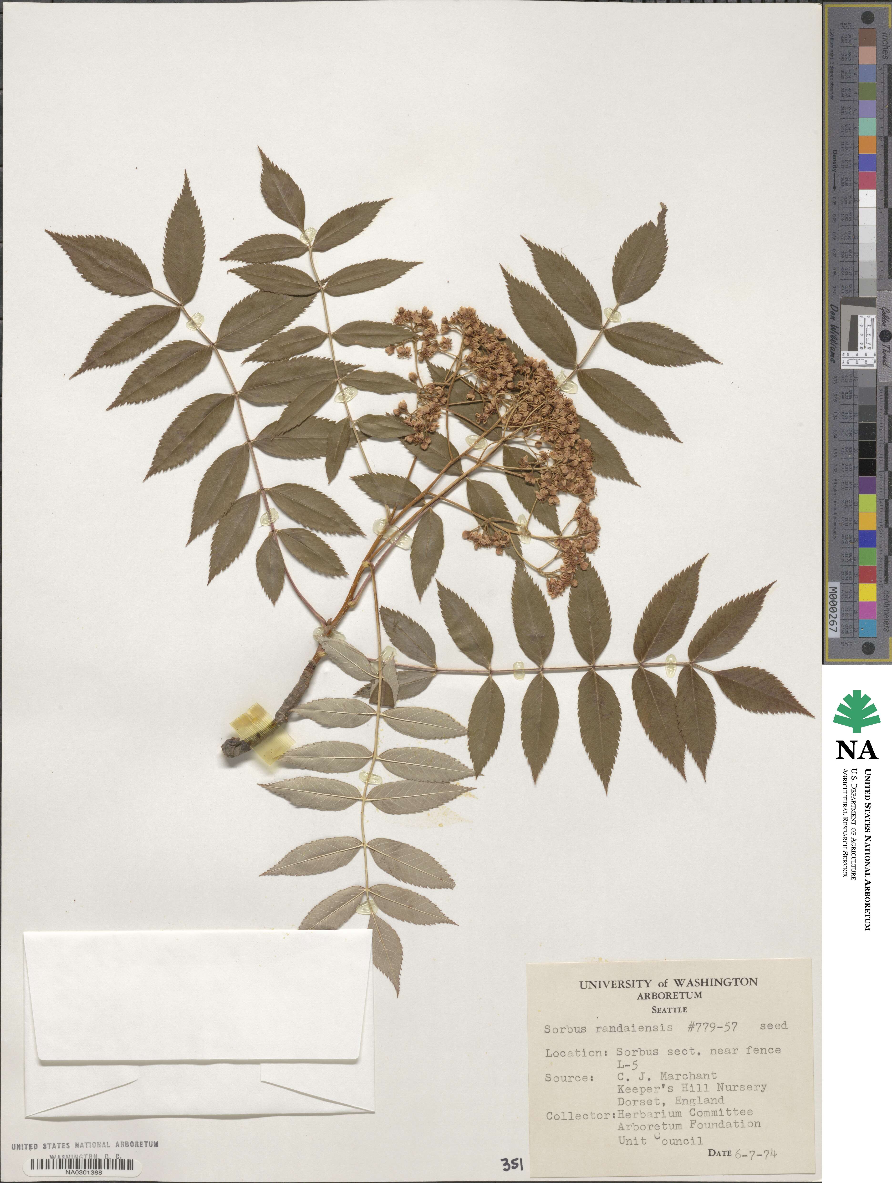 Sorbus randaiensis image