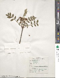 Sorbus reducta image