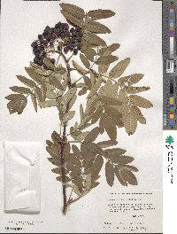 Sorbus commixta image