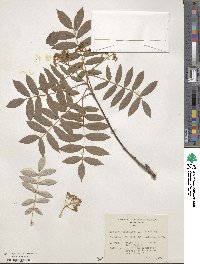 Sorbus commixta image