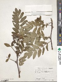 Sorbus commixta image