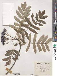 Sorbus rehderiana image