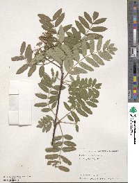 Sorbus rehderiana image