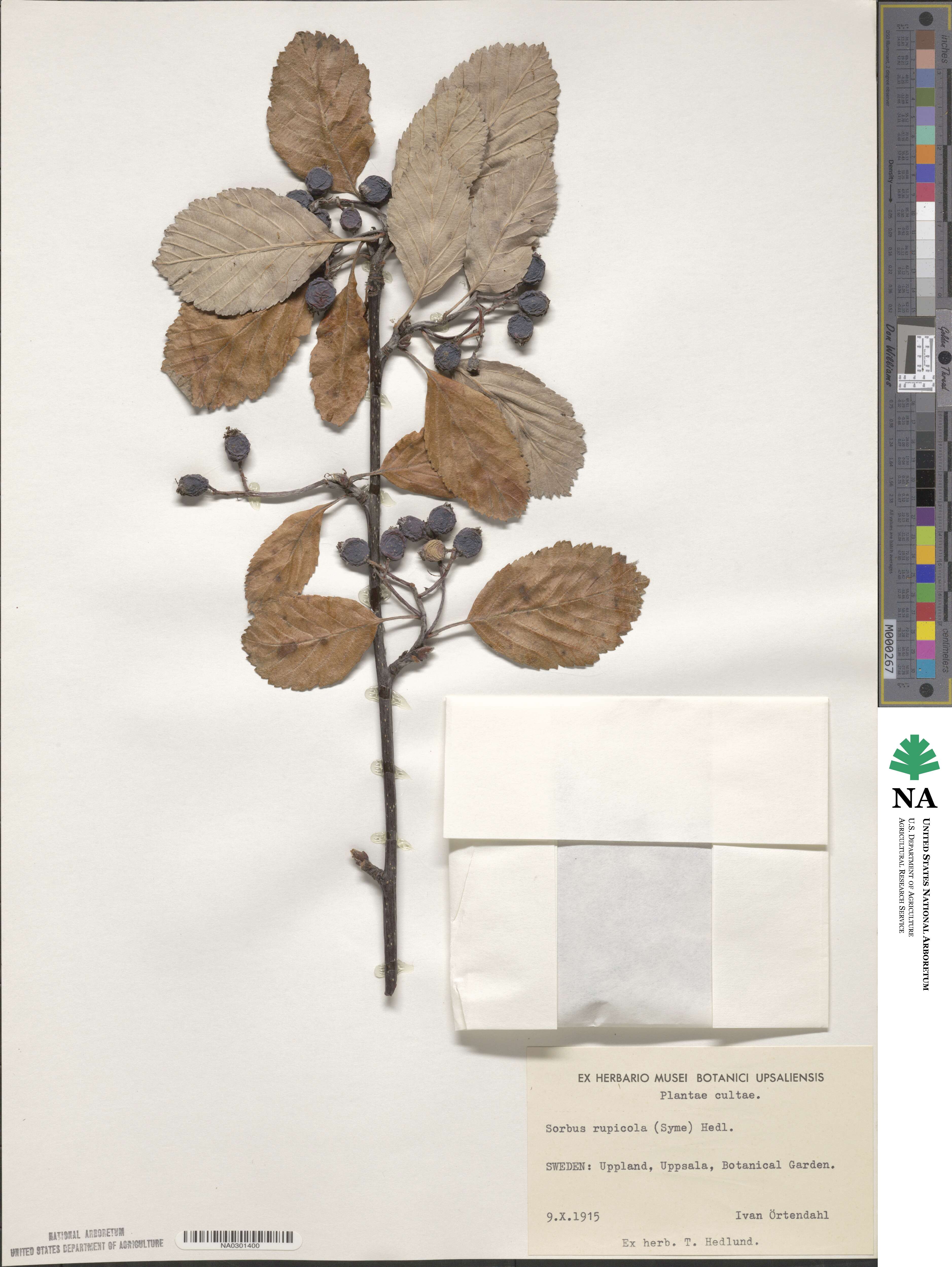 Aria rupicola image